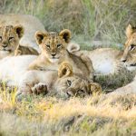 https://golftravelpeople.agiledigitalsolutions.co.uk/wp-content/uploads/2019/04/Gondwana-Game-Reserve-Kwena-Lodge-10-150x150.jpg