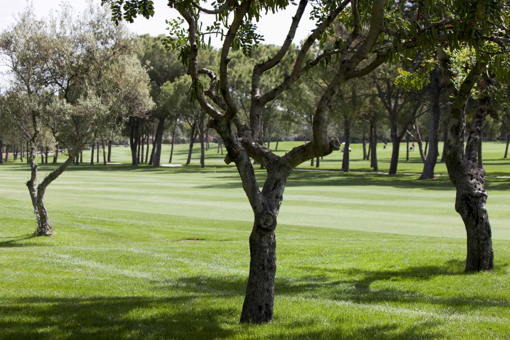 https://golftravelpeople.agiledigitalsolutions.co.uk/wp-content/uploads/2019/04/Real-Club-Pineda-Golf-Seville-6-1024x683.jpg