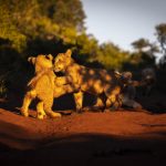 https://golftravelpeople.agiledigitalsolutions.co.uk/wp-content/uploads/2019/05/Pumba-Water-Lodge-43-150x150.jpg